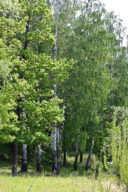 Белая берёза я тебя люблю, Дюмин, но без того надрыва, что был вчера на концерте